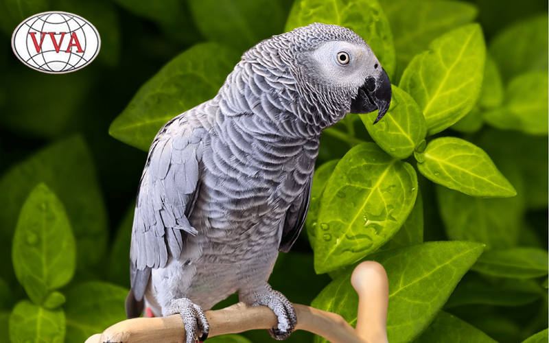 Hình 4: Vẹt Xám Châu Phi (African Grey Parrots)
